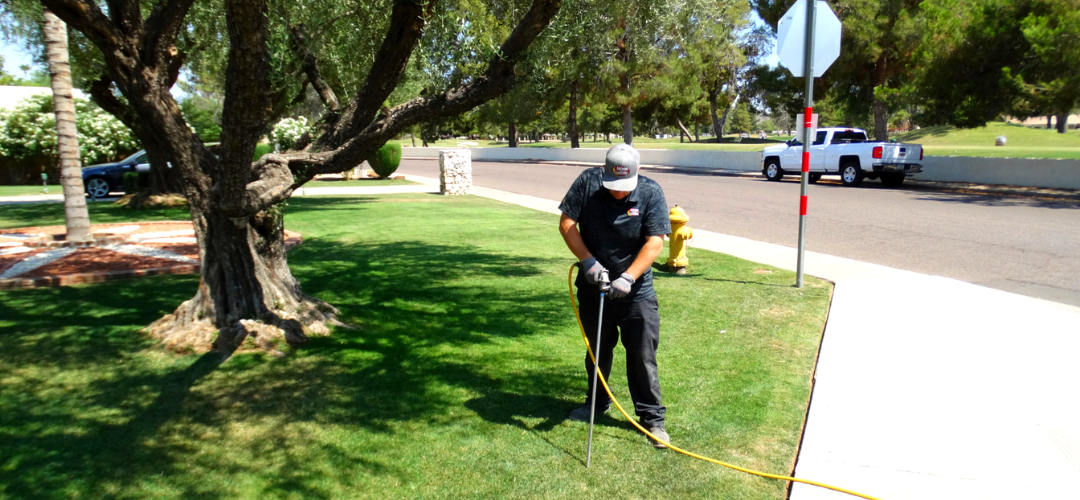 5 Tree Maintenance Tips from Our Tree Care Service